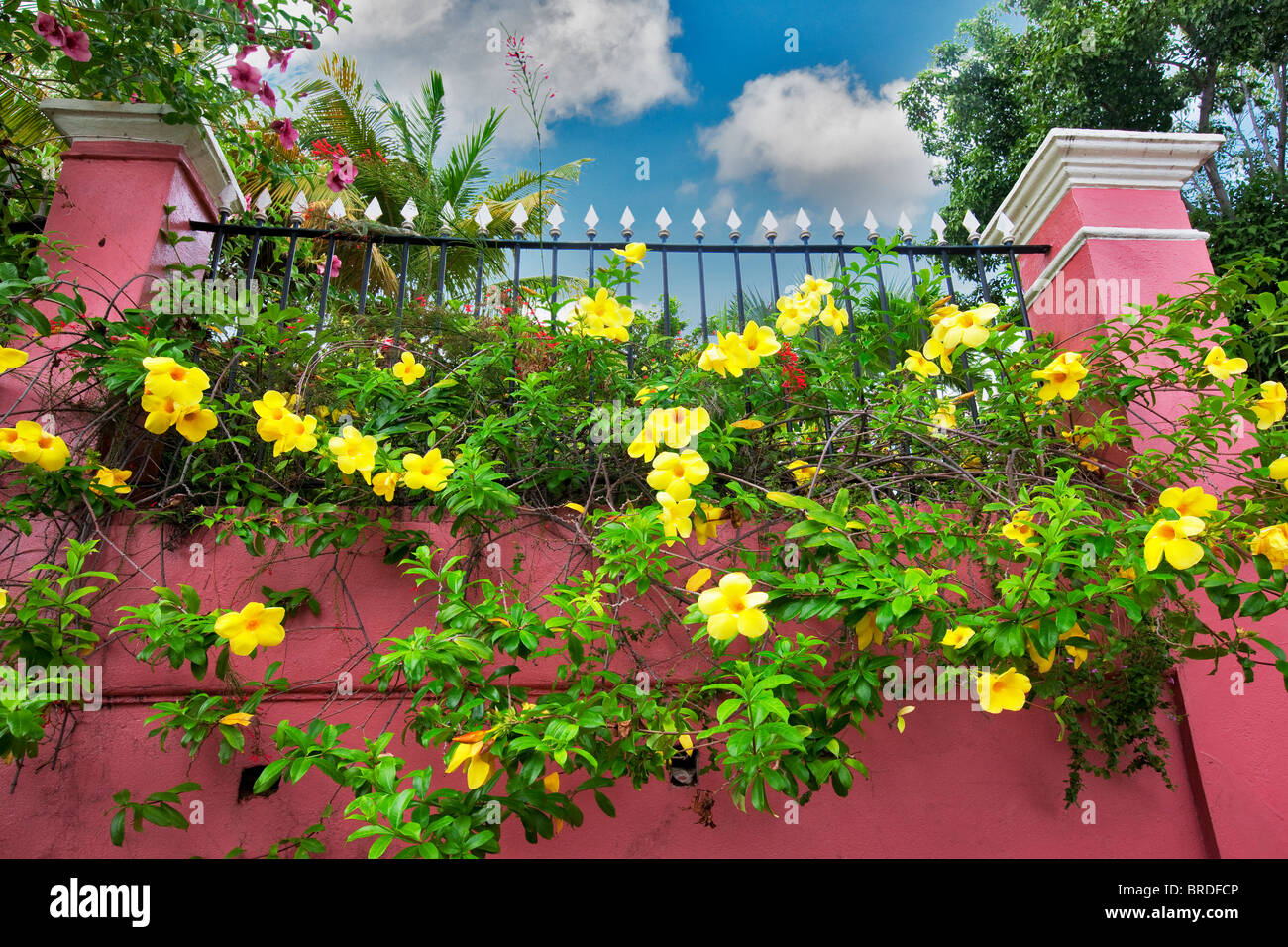 L'Allamanda giallo fiori a Hotel 1829. Charlotte Amalle. San Tommaso. Isole Vergini Americane Foto Stock