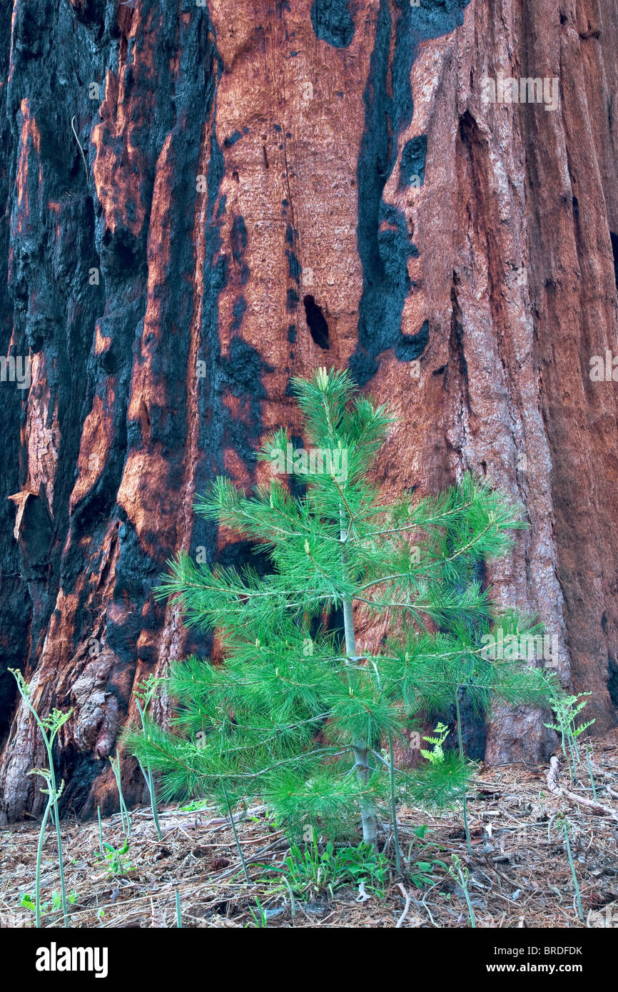 Piccolo abete accanto a Sequoia Redwood tree. Sequoia National Park, California Foto Stock