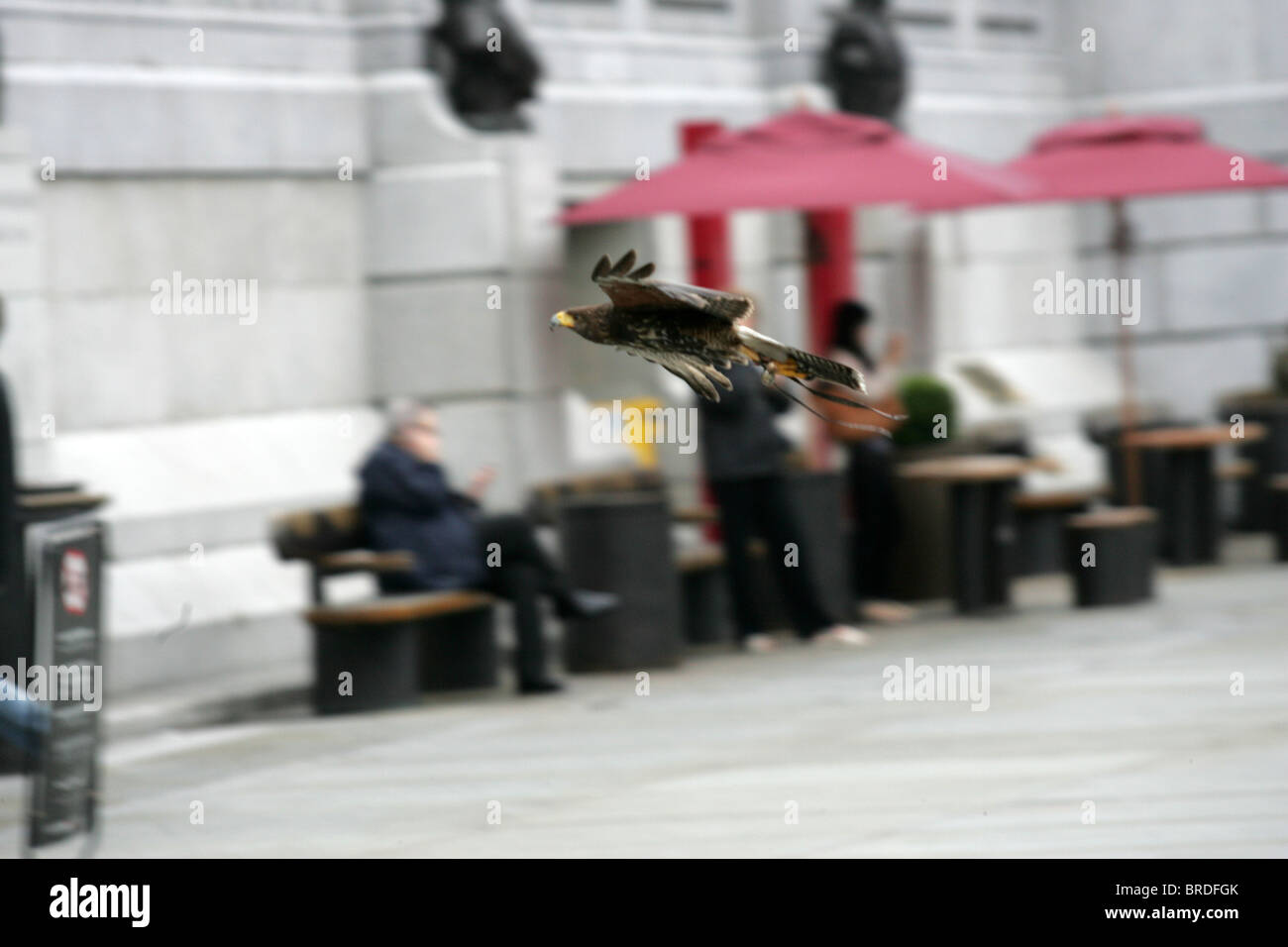 I falchi che mantengono i piccioni a bay a Londra in Trafalgar Square. Foto Stock