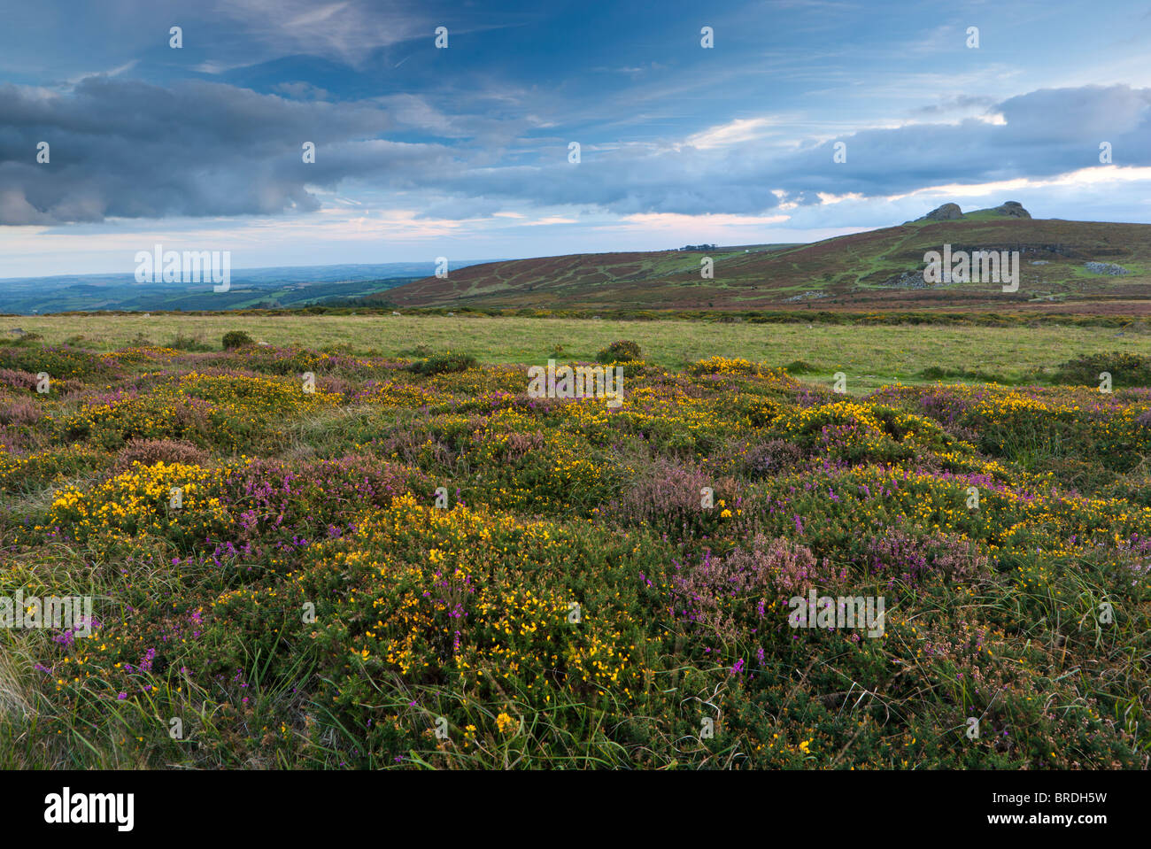 Haytor giù con Haytor Rocks guardando verso est. Parco Nazionale di Dartmoor. Foto Stock
