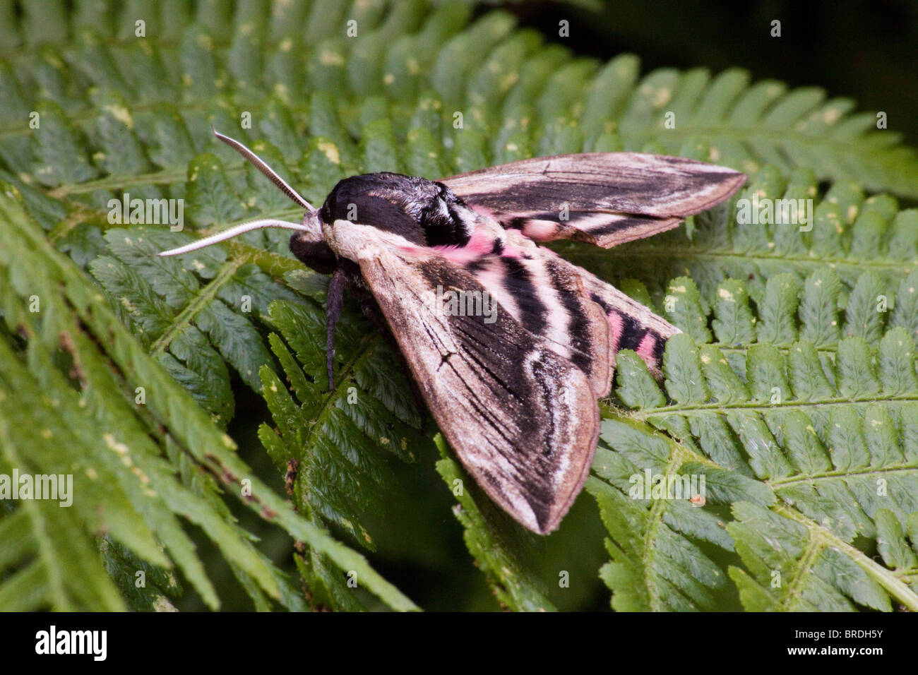 Ligustro Hawk Moth (Sphinx ligustri) Foto Stock