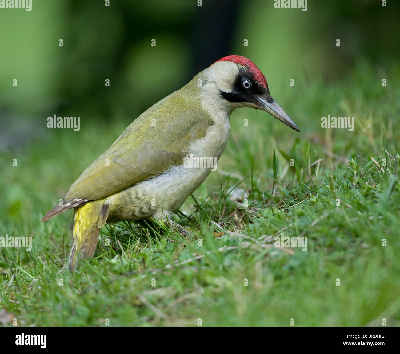 Picchio verde foraggio per formiche Foto Stock