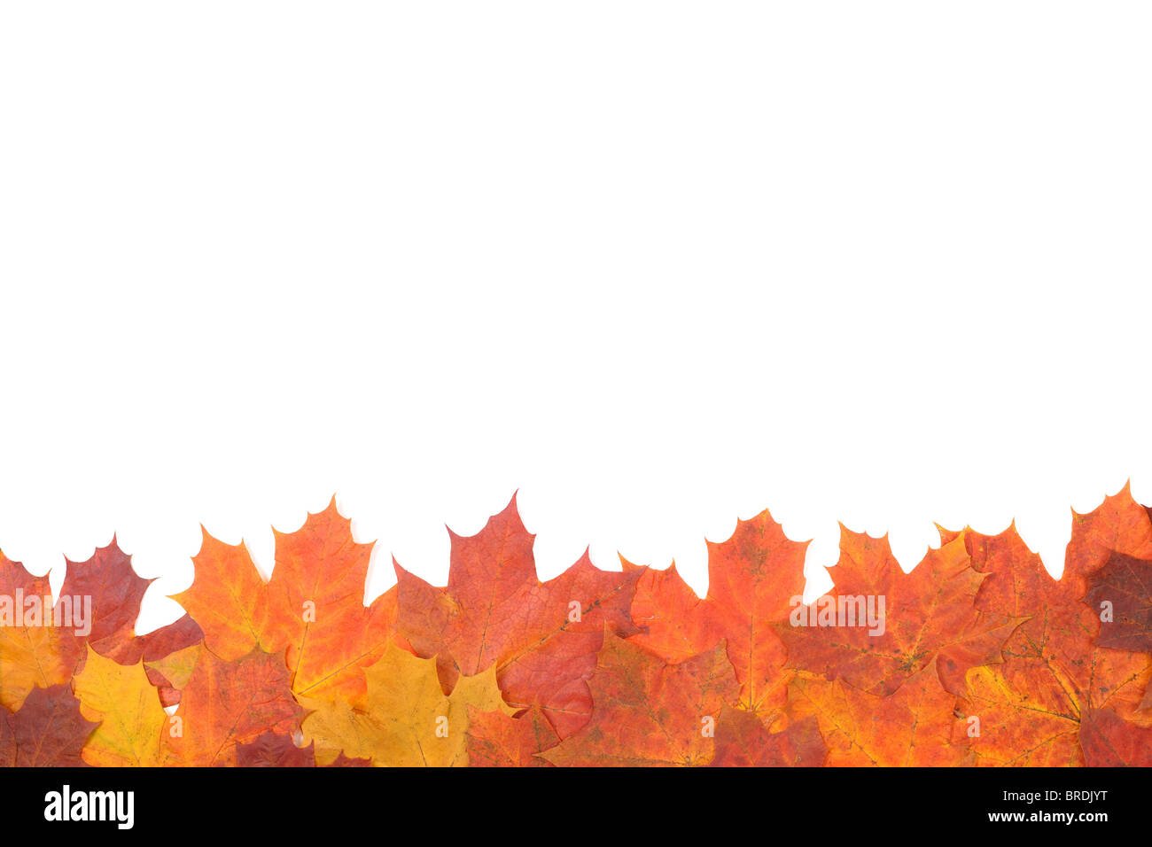 Foglie di autunno Foto Stock