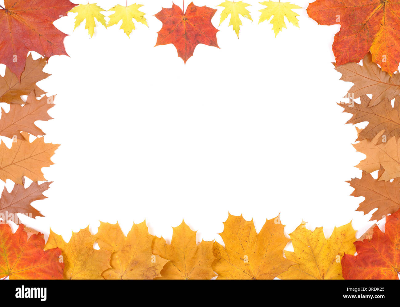 Foglie di autunno Foto Stock