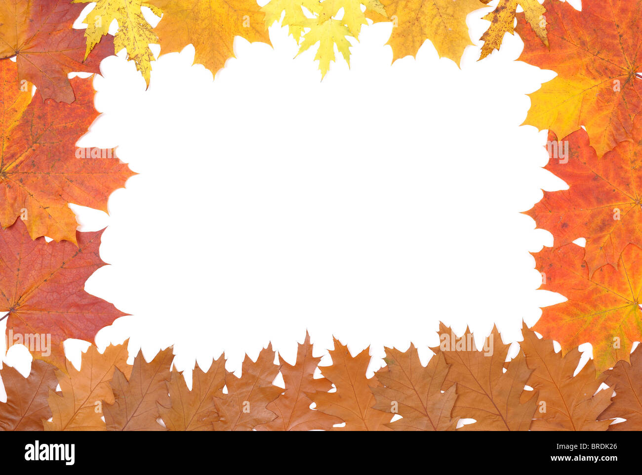 Foglie di autunno Foto Stock