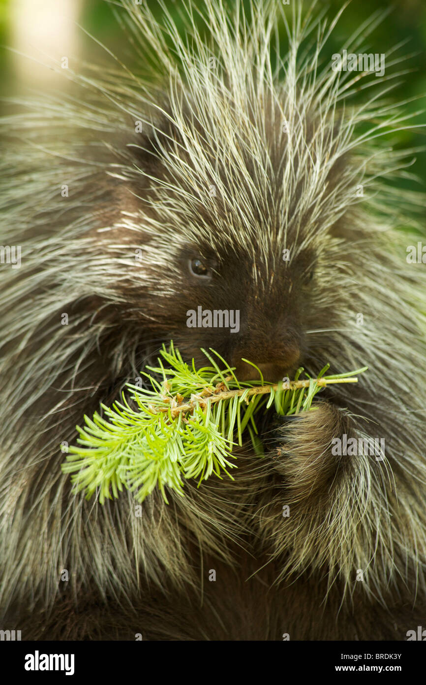 Yum!. Chi ha la più lunga aghi? Foto Stock