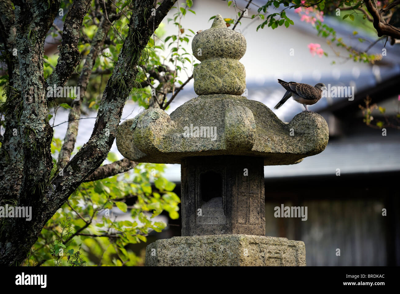 Un piccione in appoggio su di una lanterna di pietra in un giardino privato di Dazaifu, Fukuoka, Giappone. 2010 Foto Stock