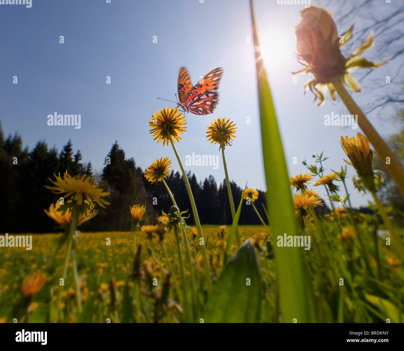 Concetto ambientale: Primavera Prato (Germania/ Baviera) Foto Stock