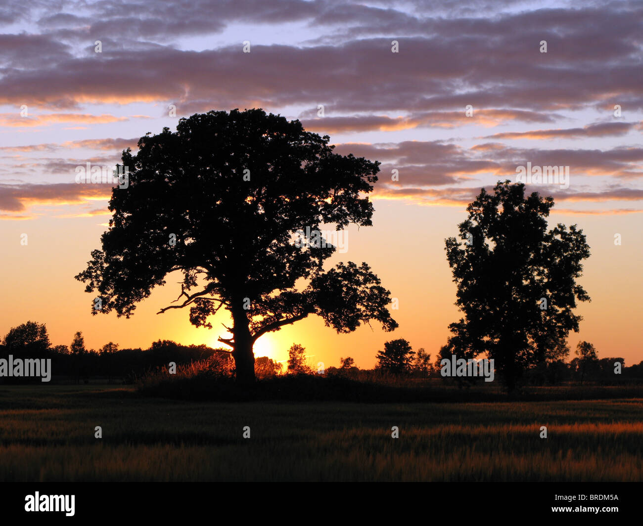 Tramonto dietro un grande albero a Gotland e Svezia Foto Stock