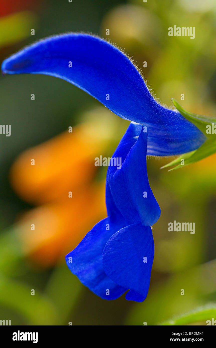 La Salvia patens 'Royal Blue' in fiore a inizio autunno nel Sussex, Inghilterra Foto Stock