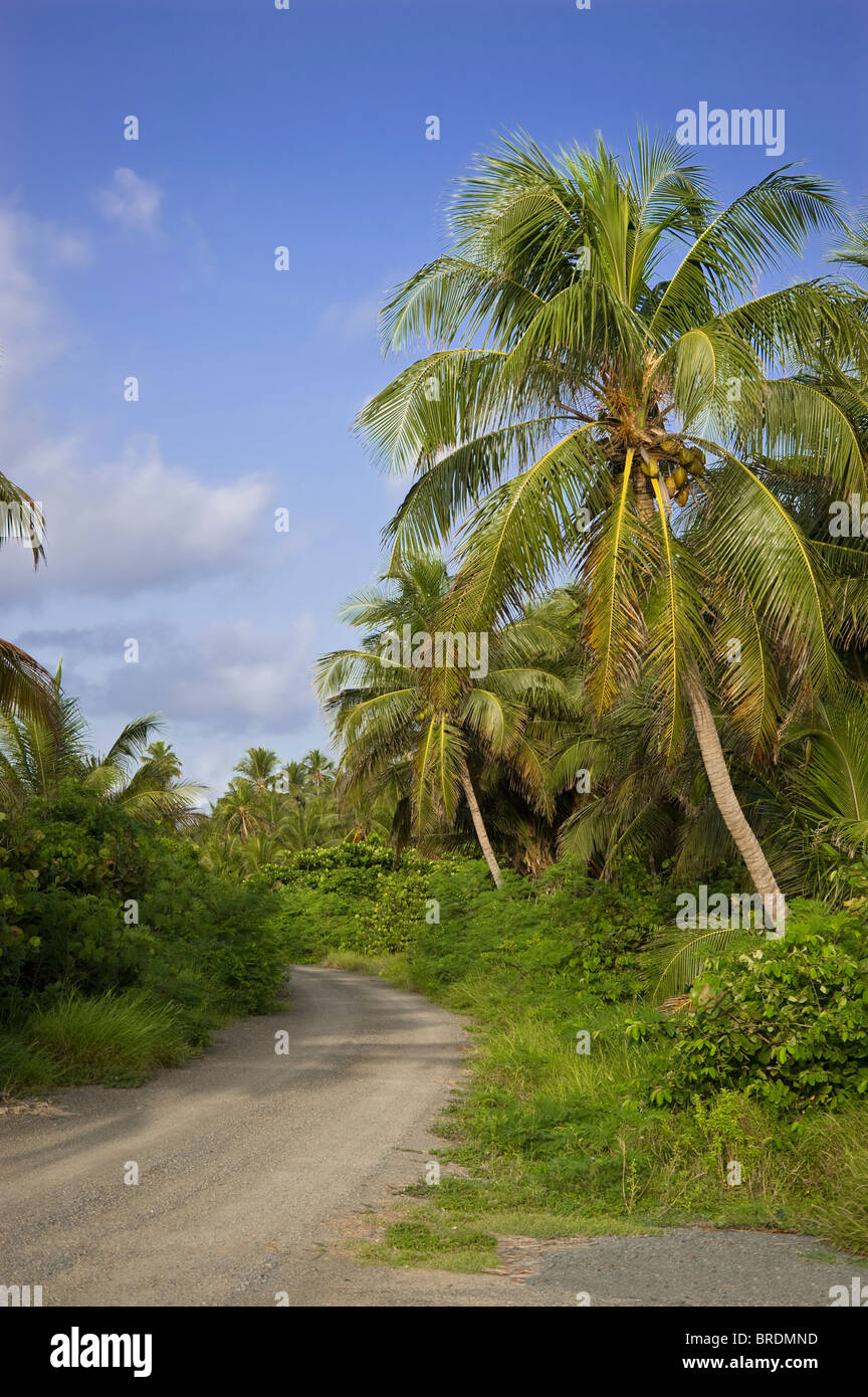 Strada sterrata attraverso la giungla tropicale Foto Stock