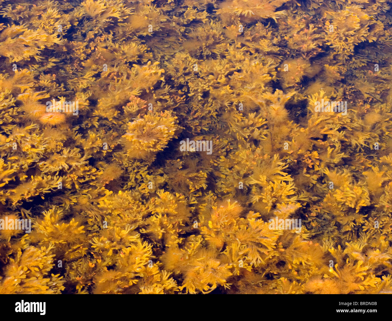 Kelp nel Mar Baltico, Gotland (Svezia). Foto Stock