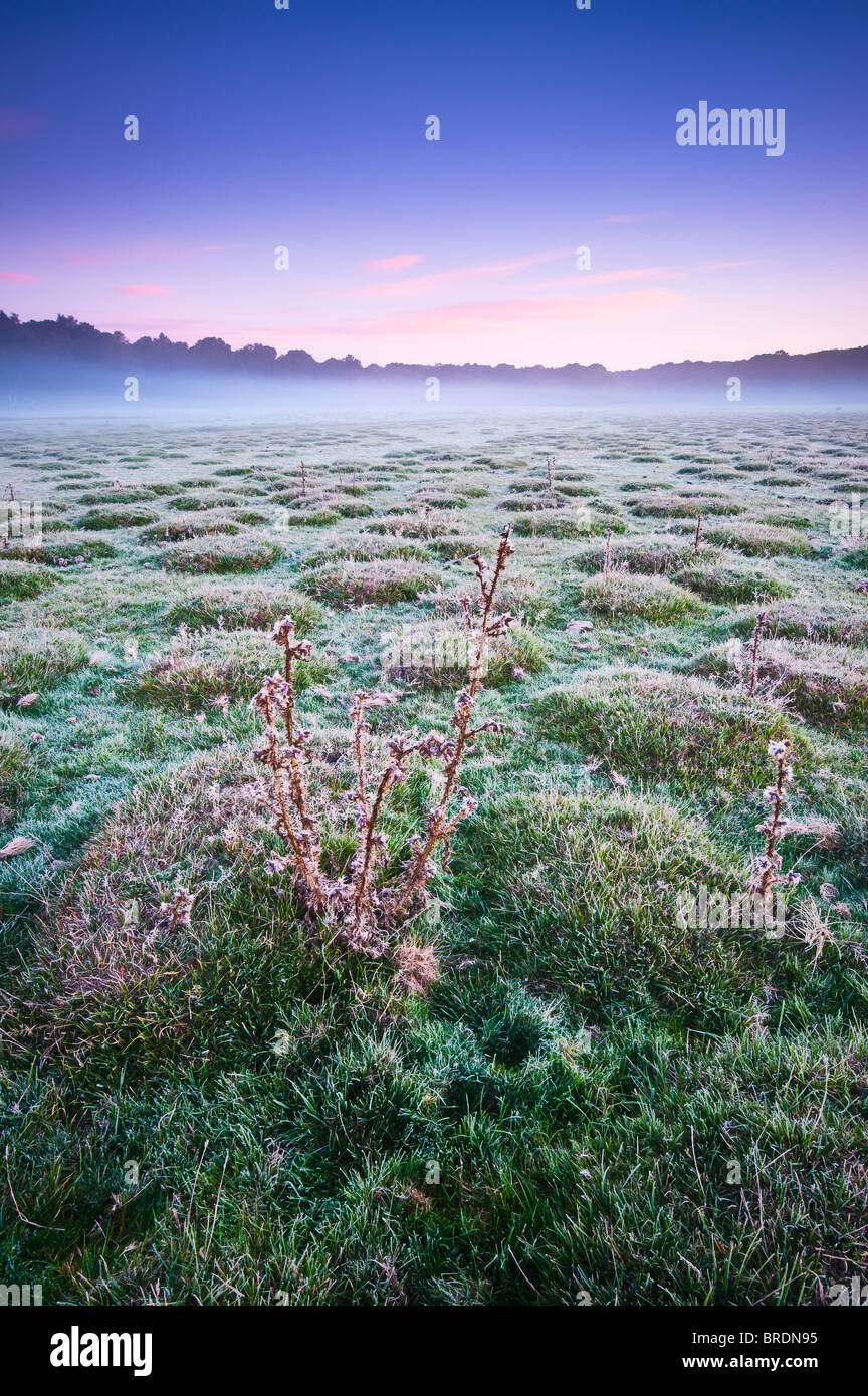 Misty dawn a Balmer Lawn vicino a Brockenhurst, New Forest, Hampshire, Inghilterra, Regno Unito Foto Stock