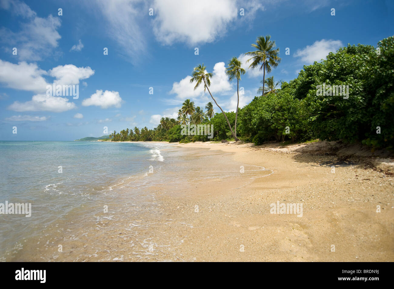 Surf & onde isolato su una spiaggia deserta e Vieques Puerto Rico Foto Stock
