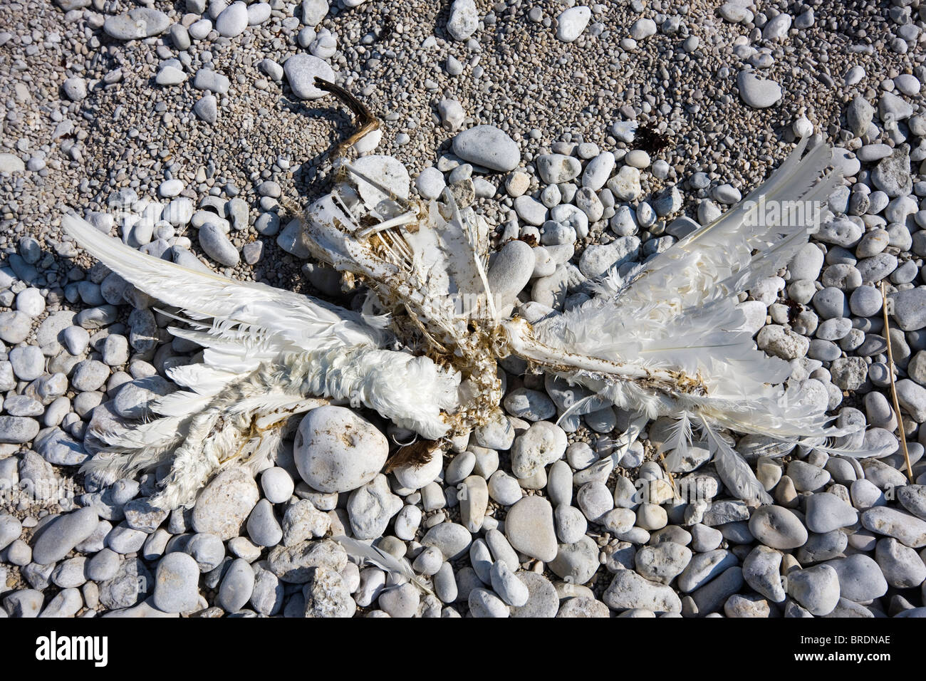 Gabbiano morto su una spiaggia. Foto Stock