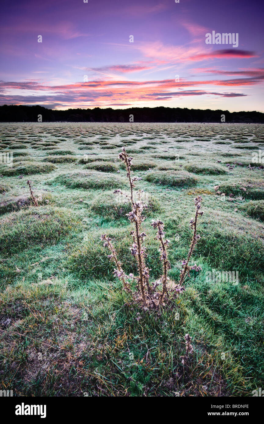 Spettacolare alba a Balmer Lawn vicino a Brockenhurst, New Forest, Hampshire, Inghilterra, Regno Unito Foto Stock