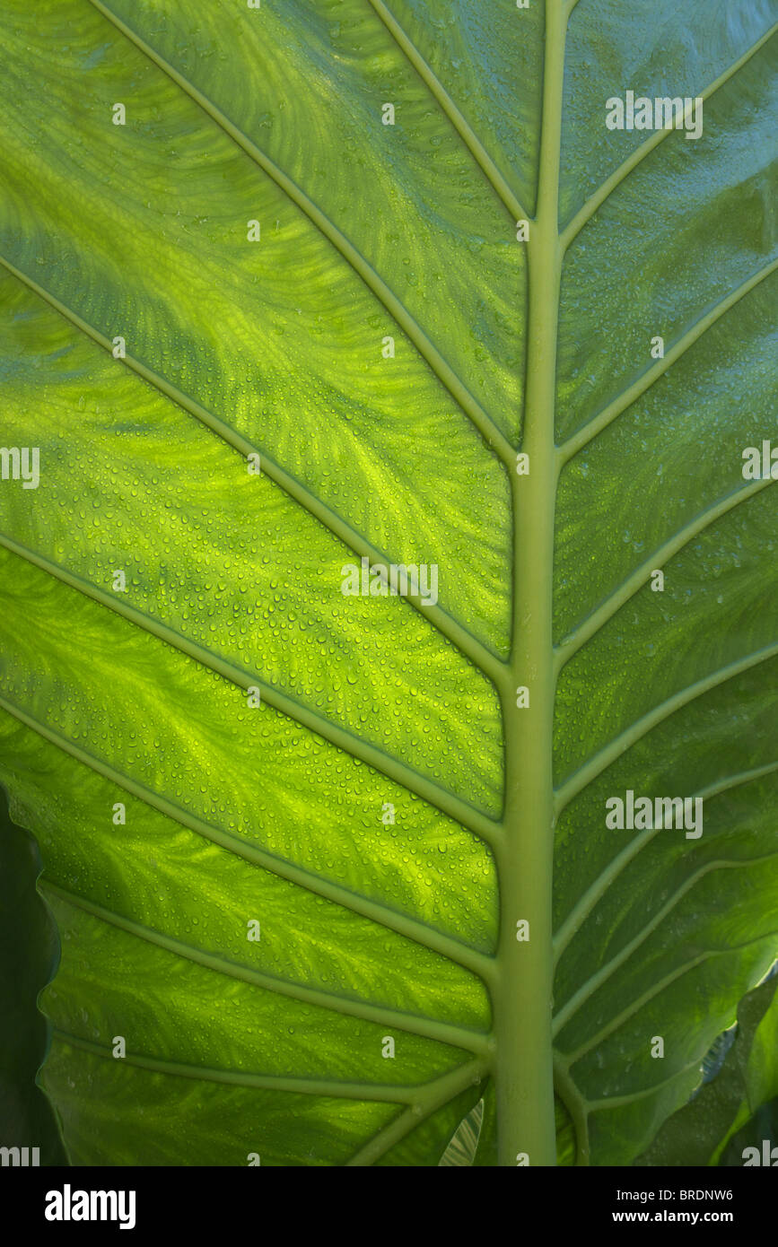 Alocasia Macrorrhiza – Pianta D'appartamento 'Orecchia D'Elefante', Foto Reali, Altezza 100 Cm