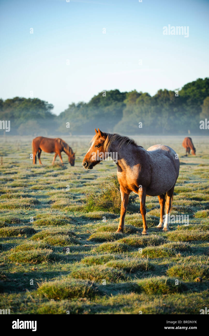 Cavalli a Sunrise, Balmer Lawn vicino a Brockenhurst, New Forest, Hampshire, Inghilterra, Regno Unito Foto Stock