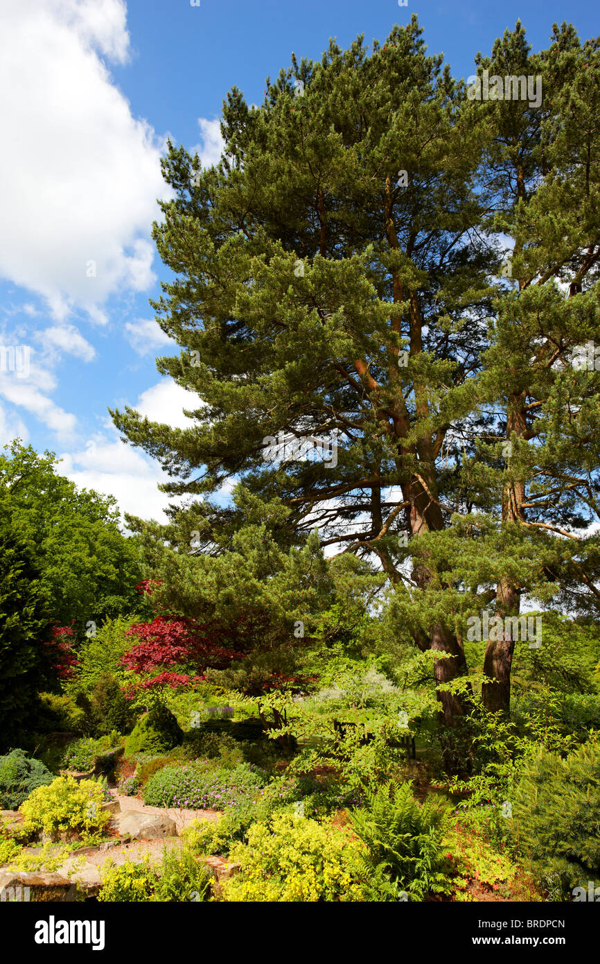 Pinus sylvestris ad RHS Garden, Harlow Carr, North Yorkshire Foto Stock