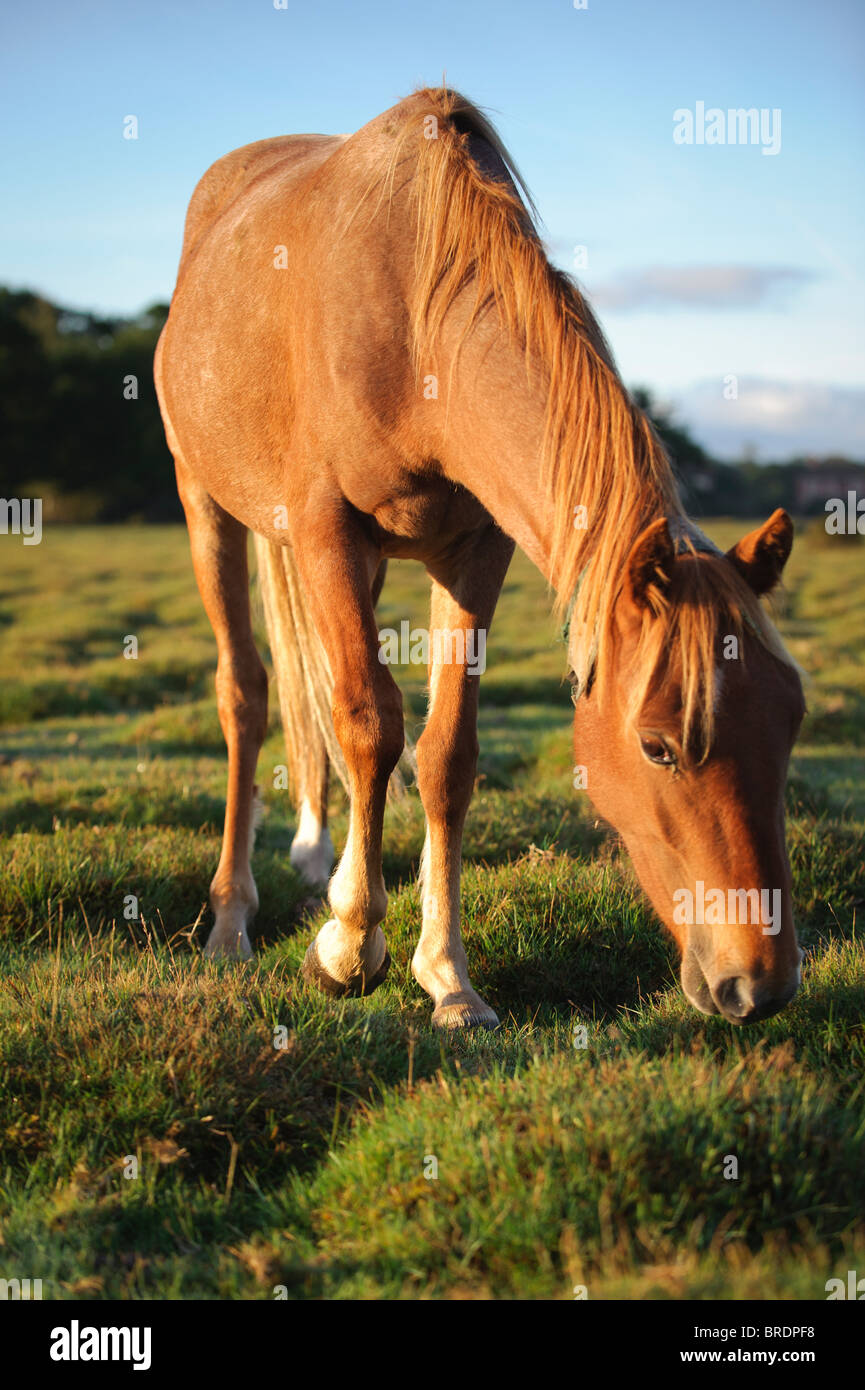 Cavallo di Sunrise, Balmer Lawn vicino a Brockenhurst, New Forest, Hampshire, Inghilterra, Regno Unito Foto Stock