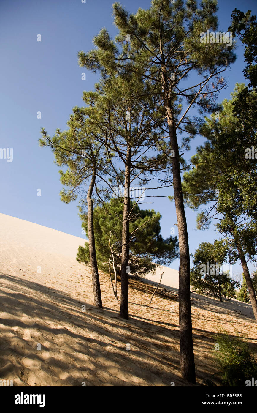 Pineta presso la duna del Pyla, Dune du Pilat, Dune du Pyla, la più grande duna di Europa presso la costa dell'Oceano Atlantico Foto Stock