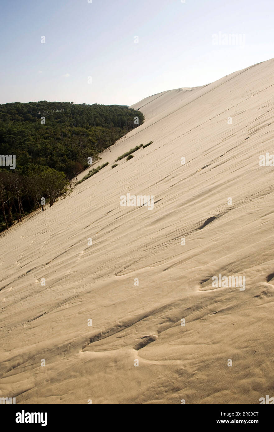 Pineta presso la duna del Pyla, Dune du Pilat, duna più grande in Europa sulla costa atlantica vicino a Arcachon, Departement Gironde Foto Stock