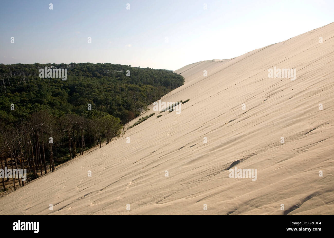 Pineta presso la duna del Pyla, Dune du Pilat, duna più grande in Europa sulla costa atlantica vicino a Arcachon, Departement Gironde Foto Stock