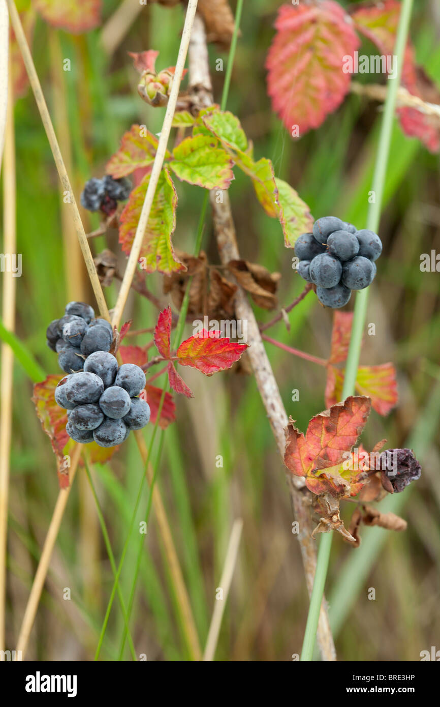 Dewberry Foto Stock