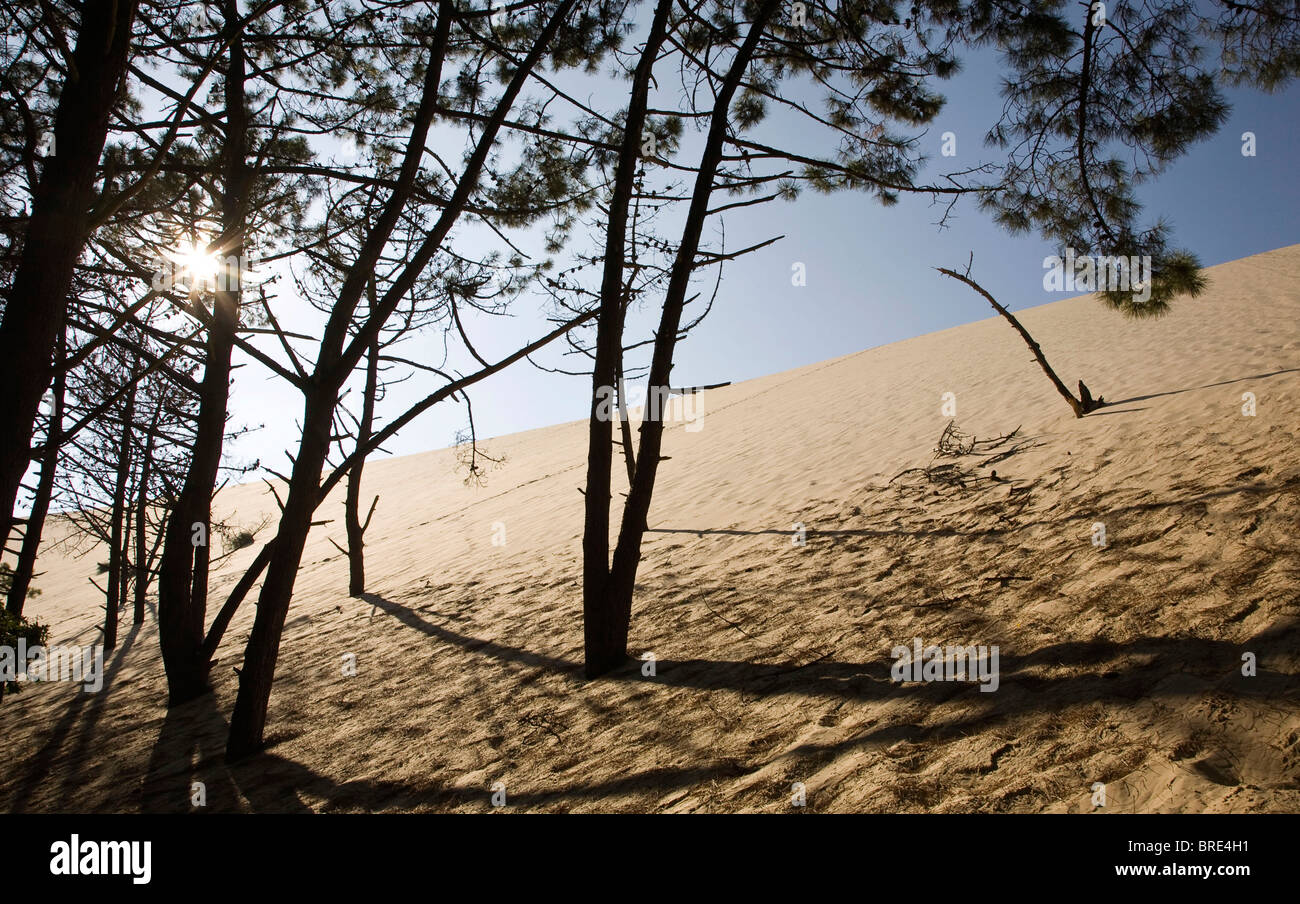 Pineta presso la duna del Pyla, Dune du Pilat, duna più grande in Europa sulla costa atlantica vicino a Arcachon, Departement Gironde Foto Stock