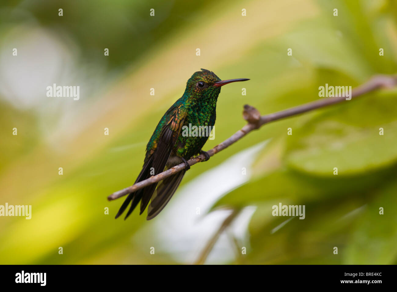 Verde-breasted Mango (Anthracothorax prevostii) in Roatan Honduras Foto Stock