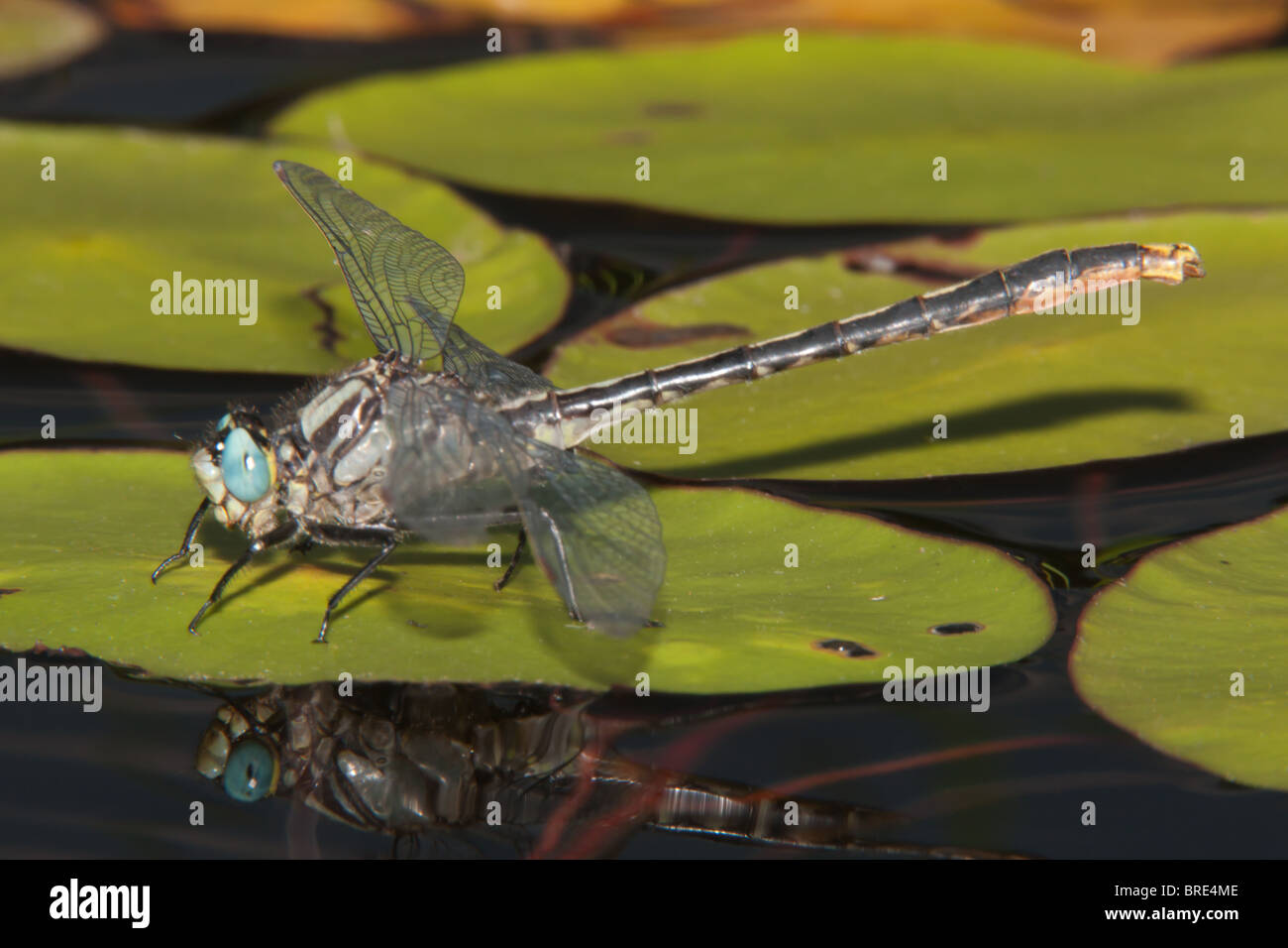 Lilypad Clubtail (Arigomphus furcifer) Dragonfly - maschio Foto Stock