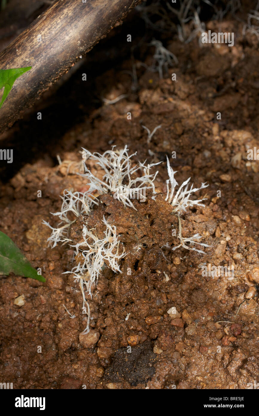 Clavulina sp funghi in Huai Kha Khaeng, Thailandia. Foto Stock