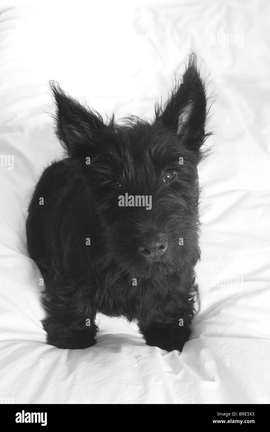 Piccolo nero Scottie Dog, (Scotty, Scottish Terrier), cucciolo, Fergus.Close up, in bianco e nero. Foto Stock