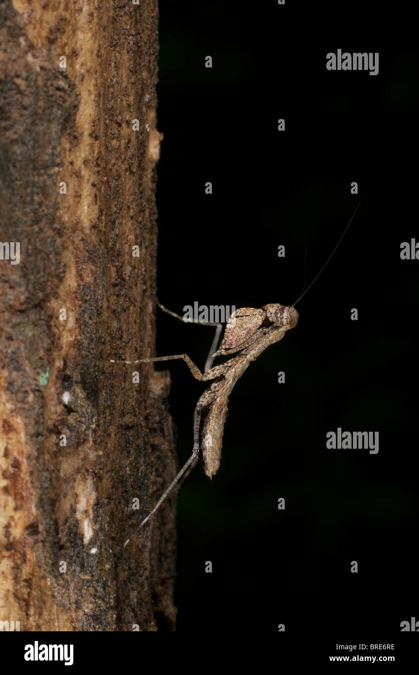 Una foresta di criptico mantide religiosa in Khao Ang Rue Nai Wildlife Sanctuary, Thailandia. Foto Stock