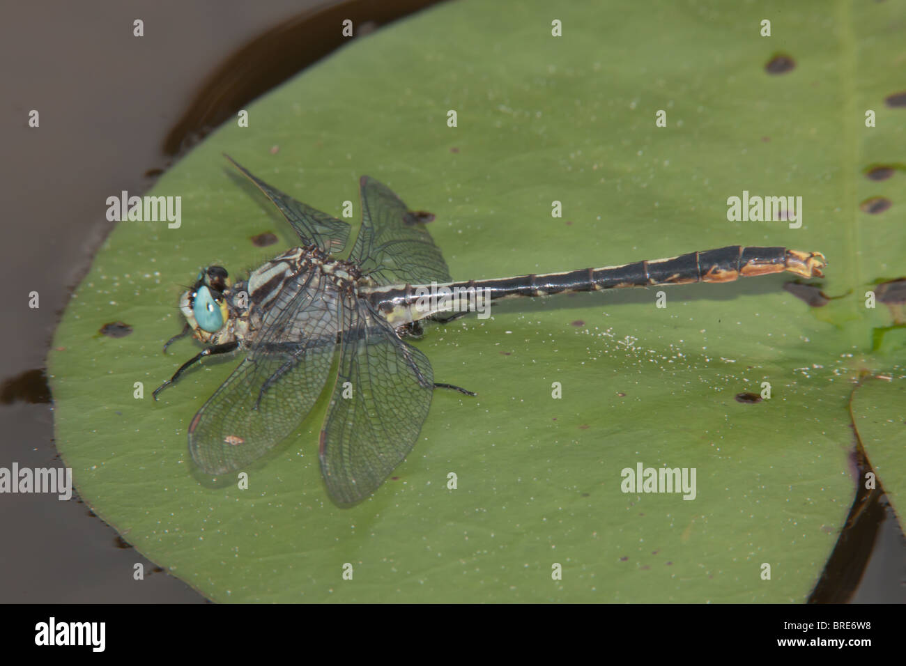 Lilypad Clubtail (Arigomphus furcifer) Dragonfly - maschio su un giglio pad Foto Stock
