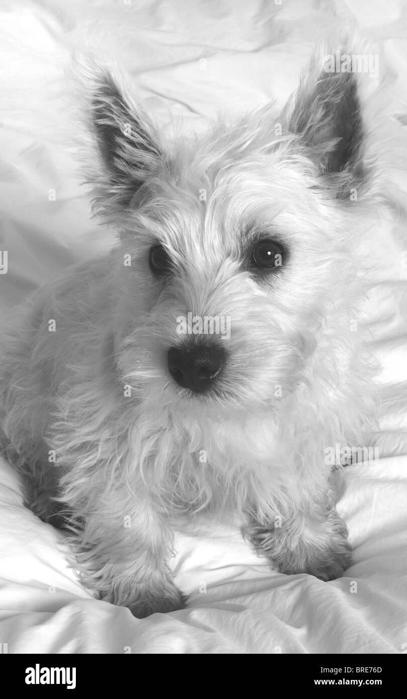 Chiudere fino a un bianco West Highland Terrier, (Westie), cucciolo (Baxter). Cane scozzese. In bianco e nero. Foto Stock