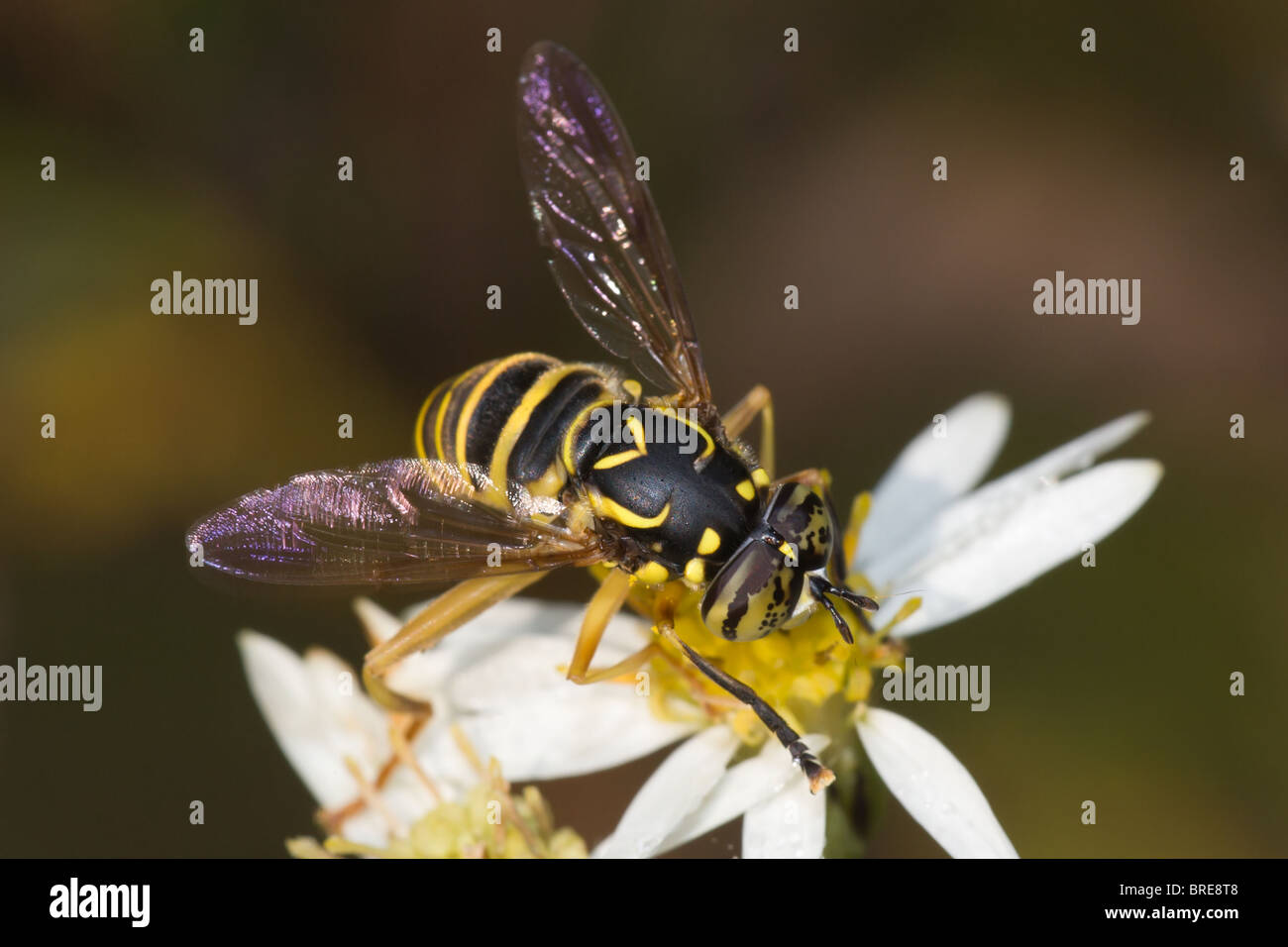 Un maschio Syrphid Fly (Spilomyia longicornis) posatoi su un fiore bianco. Foto Stock