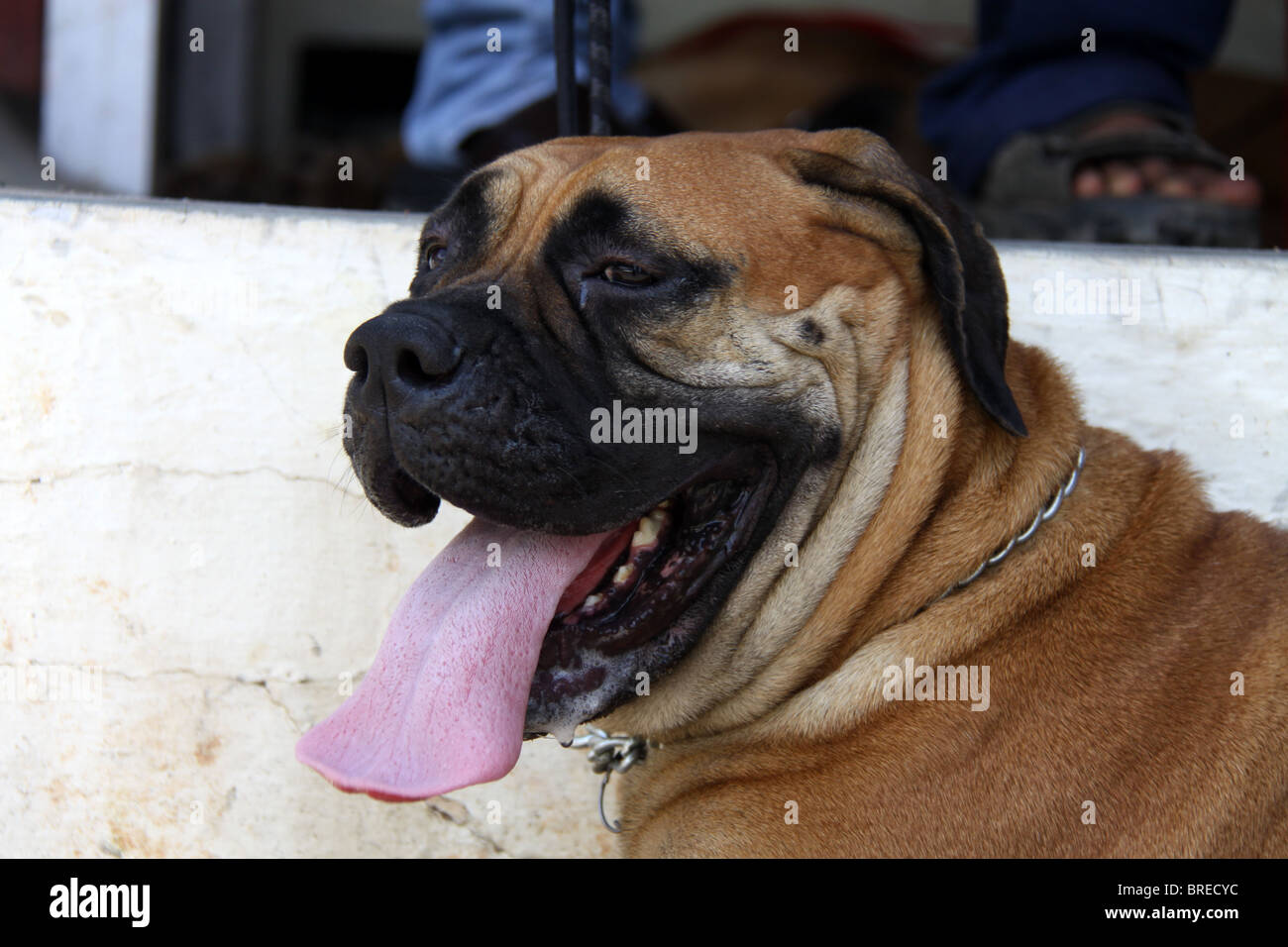 Mastiff giapponese xxiii tutta l India tutte le razze aprire Dog Show tenutosi a ChandraSekharan Nair Stadium, Thiruvananthapuram Kerala, India Foto Stock