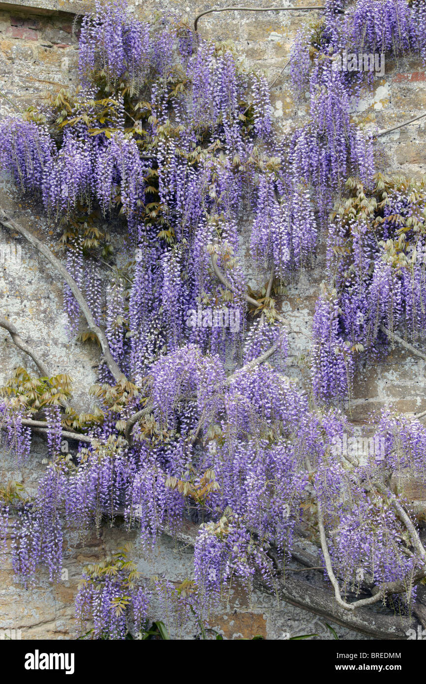 Wisteria sinensis in piena fioritura Foto Stock