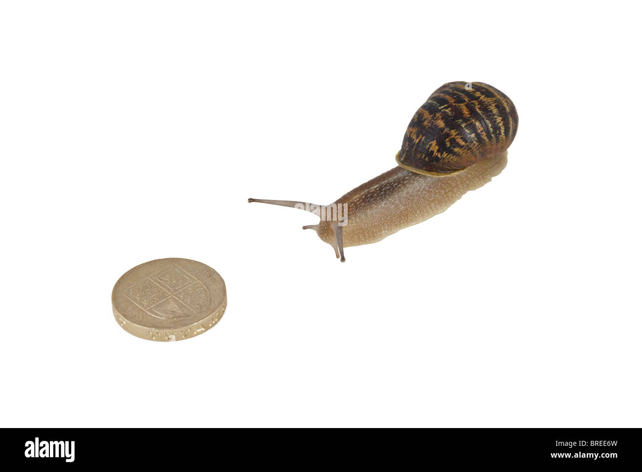 Una sterlina moneta con lumaca su sfondo bianco Foto Stock