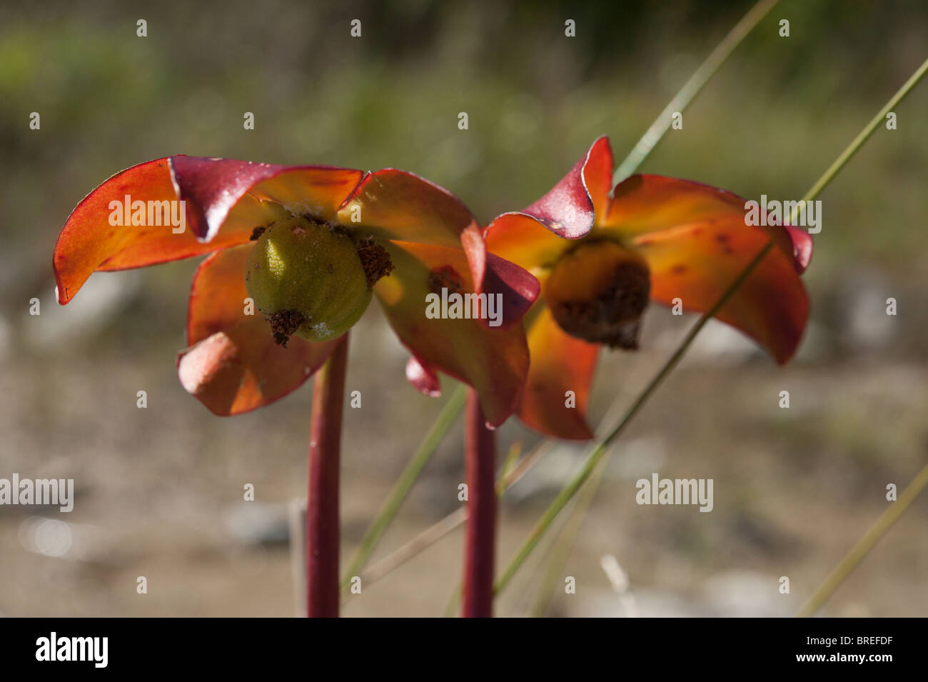 Dettaglio dei fiori di un viola pianta brocca (Sarracenia purpurea) presso la baia di Dorcas Fen, Bruce Peninsula Foto Stock