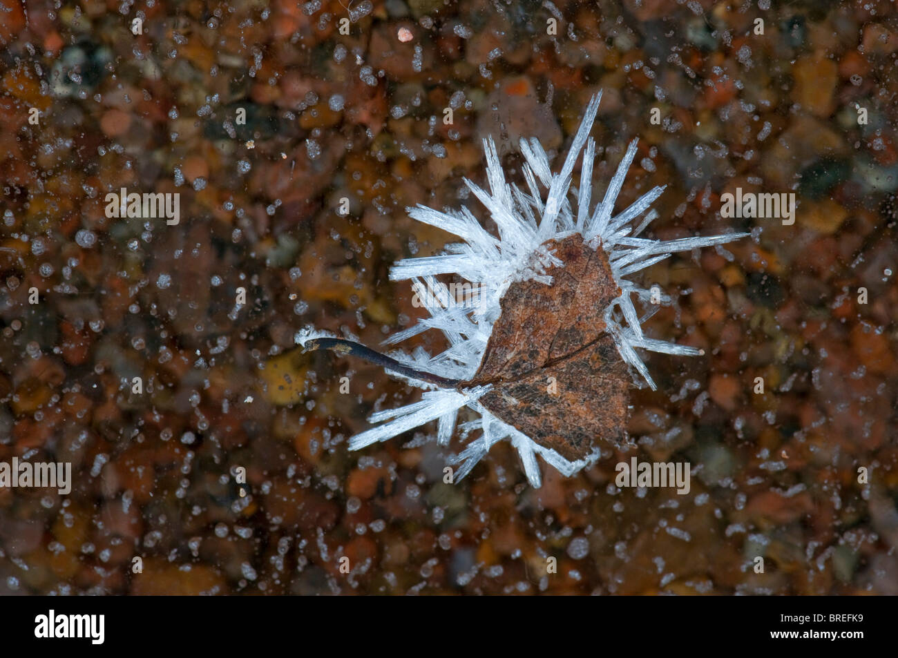 Betulla foglie coperta con cristalli di ghiaccio, su un lago ghiacciato, Tiveden National Park, Svezia, Scandinavia, Europa Foto Stock
