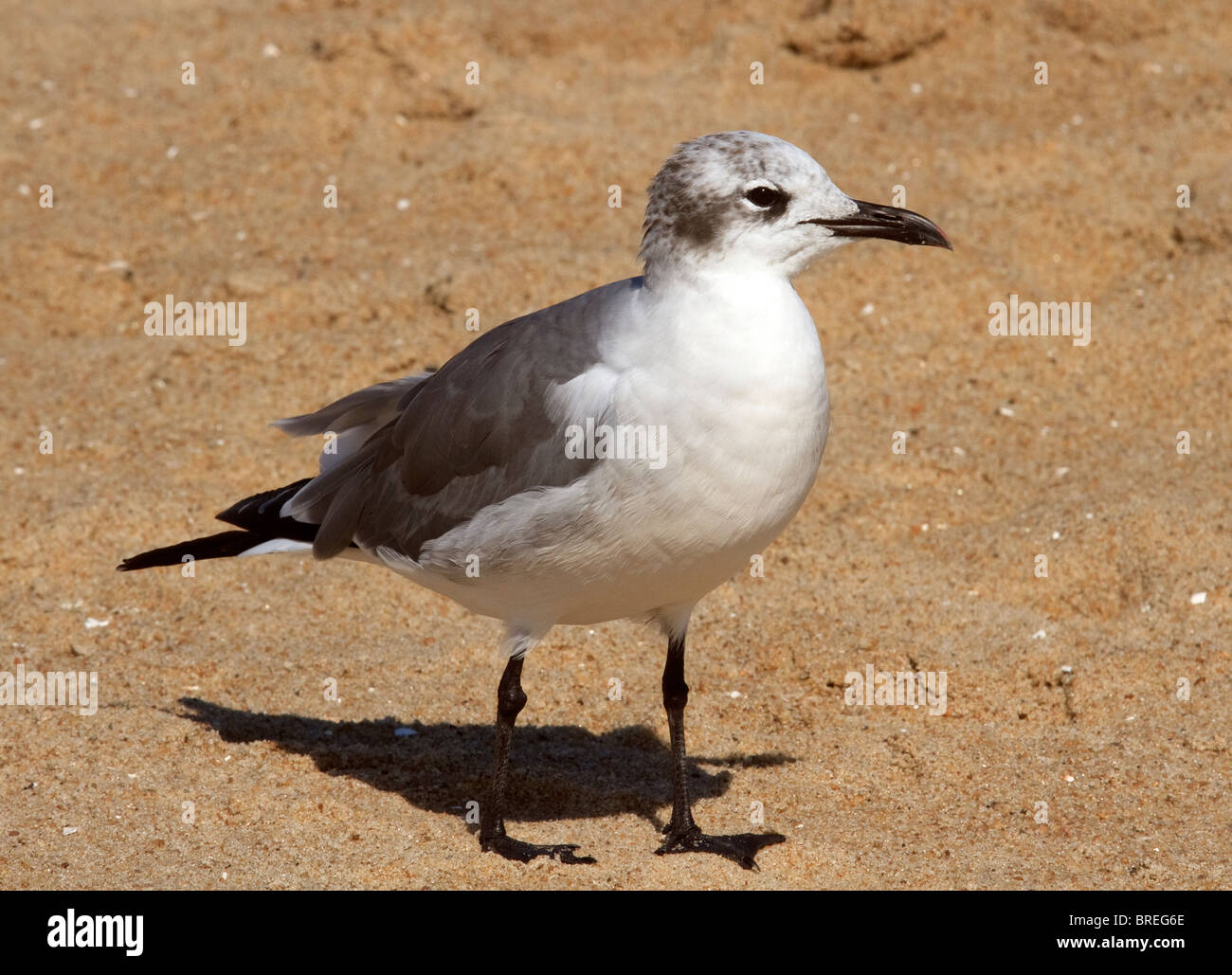 Seagull in piedi nella sabbia Foto Stock