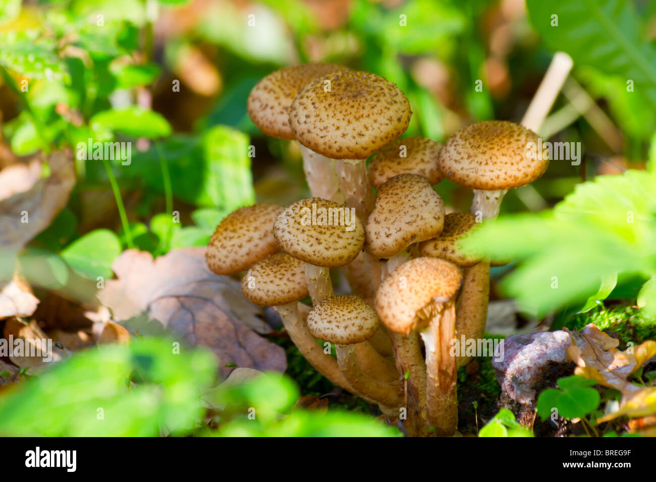 Gruppo di funghi Foto Stock