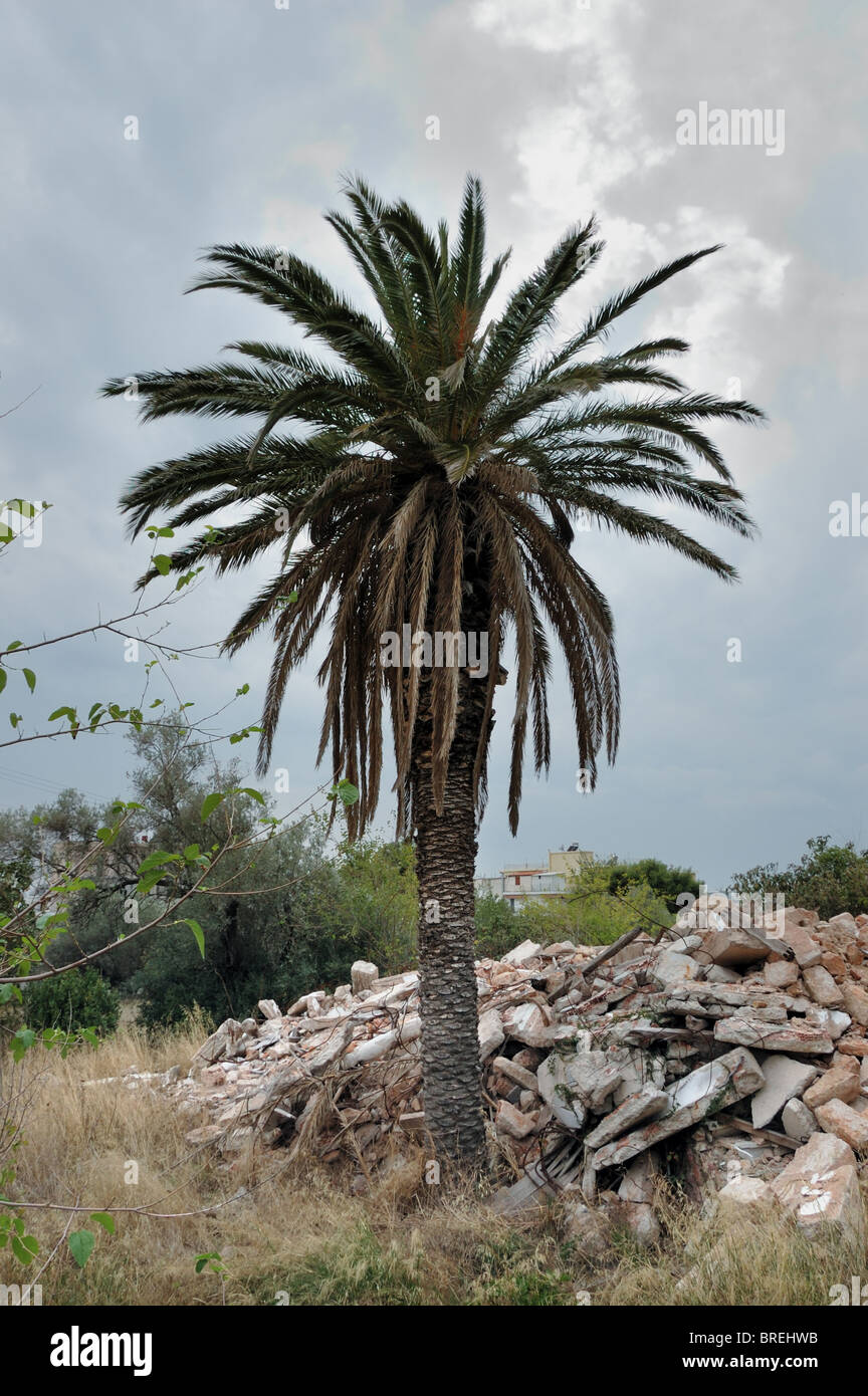 Appassiti Palm tree accanto a un cumulo di macerie da demolita casa. Foto Stock