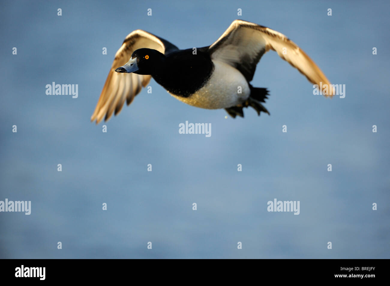 Moretta (Aythya fuligula), Drake battenti Foto Stock