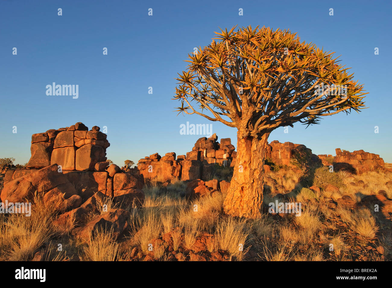 Faretra Tree (Aloe dichotoma) dopo il tramonto nella faretra foresta di alberi presso il Camp Garas, nei pressi di Keetmanshoop, Namibia, Africa Foto Stock