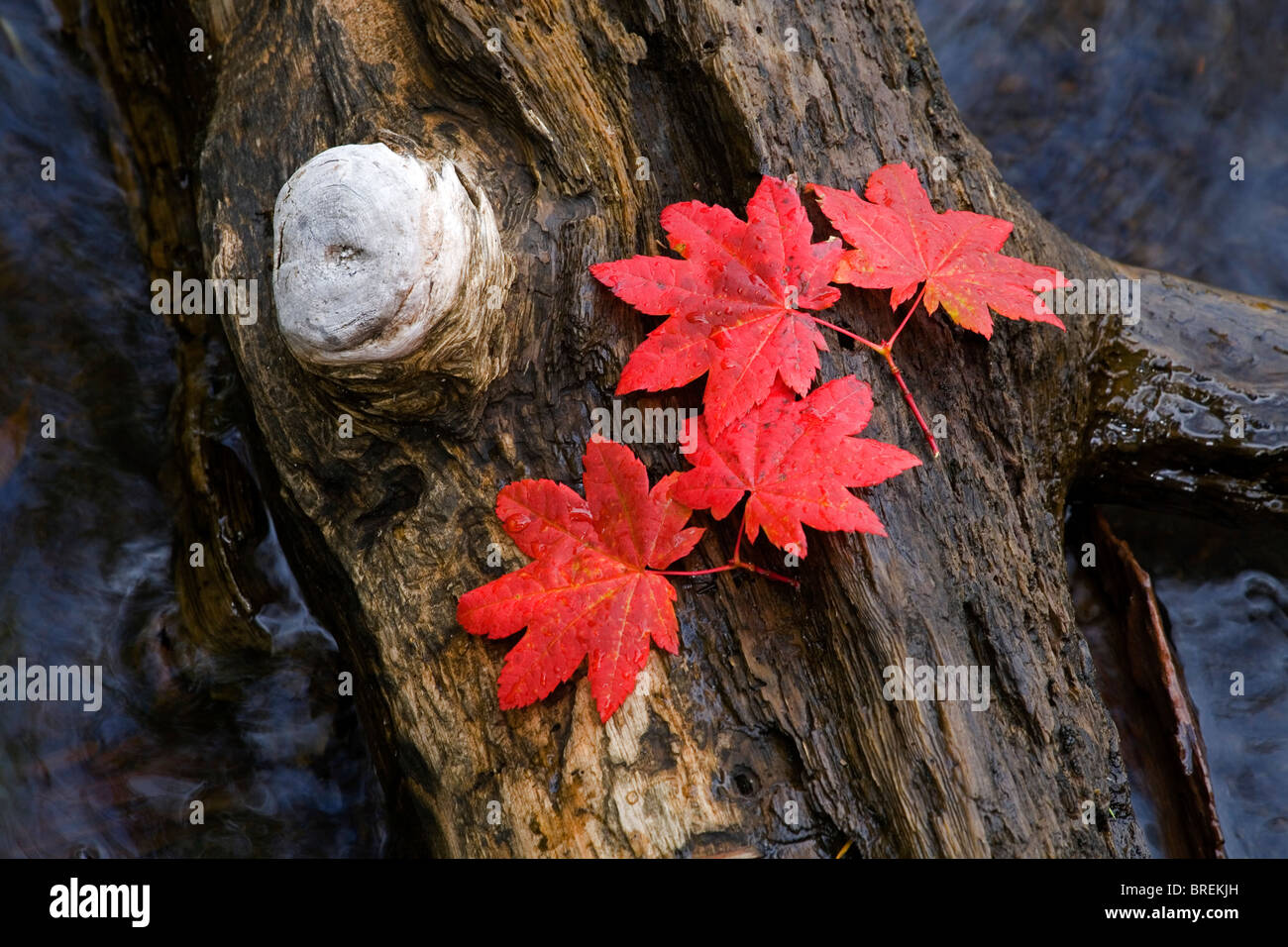 Vite foglie di acero sul tronco di un antico albero di ginepro, Cascade Mountains, Oregon. Foto Stock