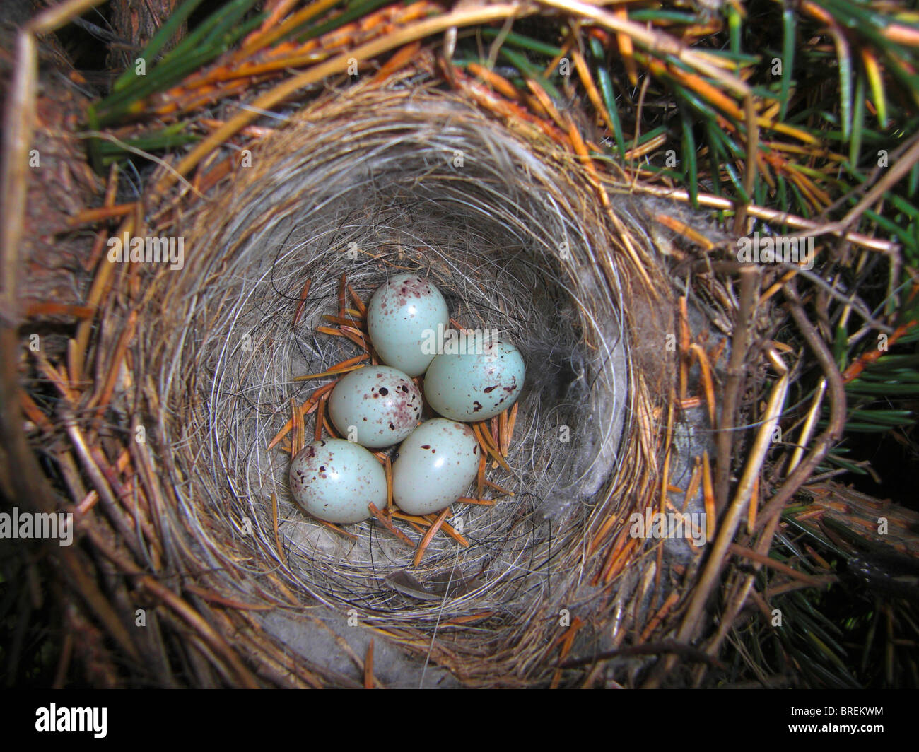 Linnet (Carduelis cannabina), nido e uova. Foto Stock