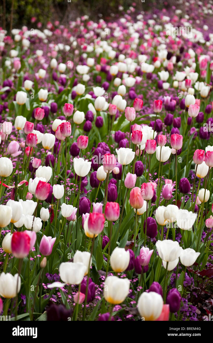 I tulipani, Schloss Ippenburg, Bad Essen, Germania Foto Stock